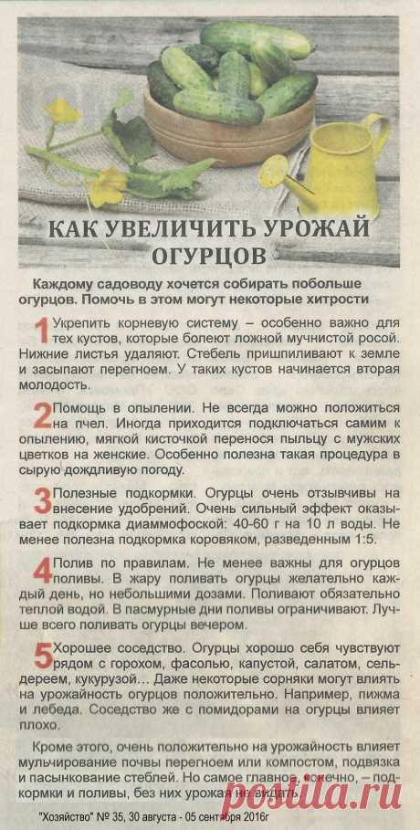 Как увеличить урожай огурцов