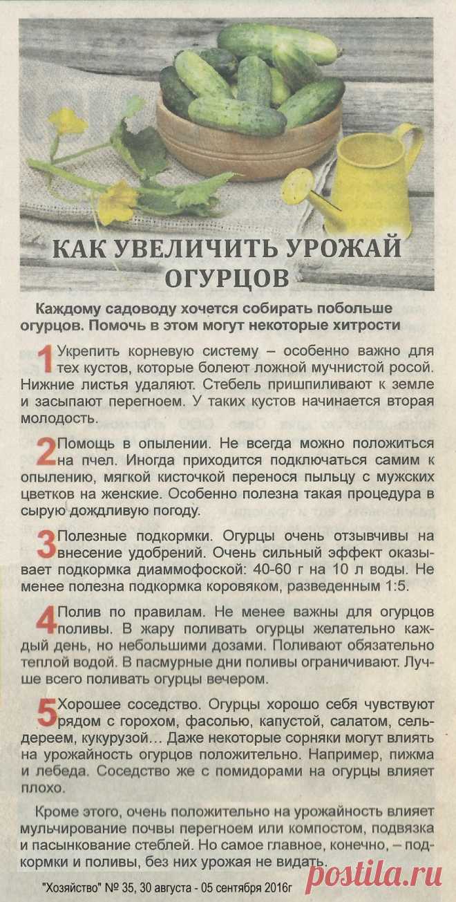 Как увеличить урожай огурцов