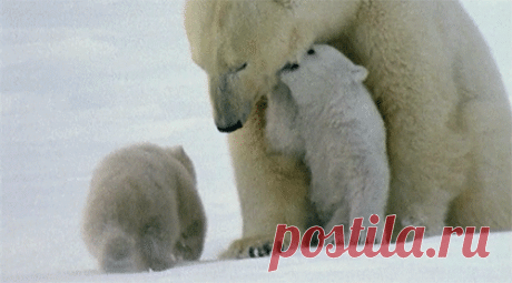 ЖИВЫЕ ФОТОГРАФИИ. AMAZING GIF – Google+