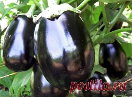 Баклажаны: польза и вред
Баклажаны: польза и вред, уникальные лечебные свойства овоща для здоровья, полезные свойства его сырого сока, противопоказания