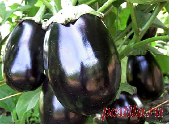 Баклажаны: польза и вред
Баклажаны: польза и вред, уникальные лечебные свойства овоща для здоровья, полезные свойства его сырого сока, противопоказания