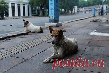 Стая бездомных собак покусала российскую туристку на пляже Гоа