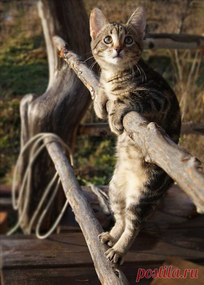 My favorite... - llbwwb: Hello Beautiful Friends:) A somersault...