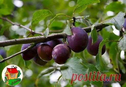 ЕСЛИ СЛИВА СБРАСЫВАЕТ ПЛОДЫ 
#дача 
Если не хватает микроэлементов, дерево будет страдать и скидывать неспелые плоды. 

Неправильное внесение подкормок губительно воздействует на урожай.

При дефиците азота желтеет листва, замедляется развитие побегов, и опадают, не созрев мелкие зеленые сливы. Подкормить нужно мочевиной или настоем куриного помета или перегноем. 

Если опадают подросшие, но еще зеленые сливы – дерево нуждается в калии. Требуется подкормка сульфатом калия....
