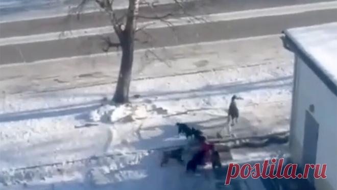 В Тыве собаки искусали лицо ребенку на улице, мальчик в тяжелом состоянии. В Тыве ребенку понадобилась помощь врачей после нападения собак. Об этом сообщает служба ветеринарии региона. Инцидент произошел в Кызыле. На кадрах, снятых очевидцами, заметно, как несколько собак напали на ребенка. Позже их распугал ...