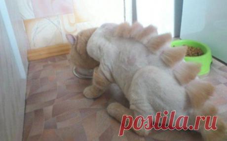 Парикмахер превратил кота в динозавра.
Америкаец отправил свою сестру к парикмахеру вместе с котом- он решил немного укоротить длину волос своего питомца. А сестричка решила немного поэкспериментировать и попросила специалиста сделать что-то экстраординарное. Парикмахеры - люди творческие. Им только дай свободу действий. В итоге, вместо кота домой прибыл динозавр.