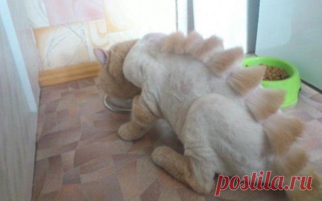 Парикмахер превратил кота в динозавра.
Америкаец отправил свою сестру к парикмахеру вместе с котом- он решил немного укоротить длину волос своего питомца. А сестричка решила немного поэкспериментировать и попросила специалиста сделать что-то экстраординарное. Парикмахеры - люди творческие. Им только дай свободу действий. В итоге, вместо кота домой прибыл динозавр.