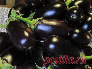 Полив и подкормки для баклажан 
 
Для того чтобы собрать хороший урожай баклажан, следует создать для растеньиц благоприятные условия. 
Так, например, баклажаны необходимо обеспечить регулярным поливом, поскольку от недостатка влаги они имеют свойство быстро увядать. Жару эти растеньица также переносят очень плохо. 
 
Критичной для баклажан является температура воздуха свыше +30 градусов по Цельсию. Поливать растения необходимо исключительно теплой водой. От холодной у этих растюшек начинаются п