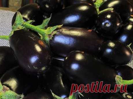 Полив и подкормки для баклажан 
 
Для того чтобы собрать хороший урожай баклажан, следует создать для растеньиц благоприятные условия. 
Так, например, баклажаны необходимо обеспечить регулярным поливом, поскольку от недостатка влаги они имеют свойство быстро увядать. Жару эти растеньица также переносят очень плохо. 
 
Критичной для баклажан является температура воздуха свыше +30 градусов по Цельсию. Поливать растения необходимо исключительно теплой водой. От холодной у этих растюшек начинаются п