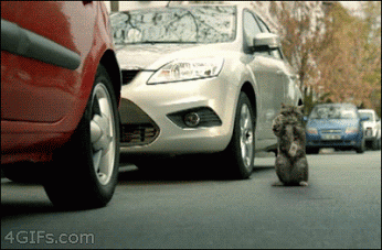 Animal Gifs - Google+
