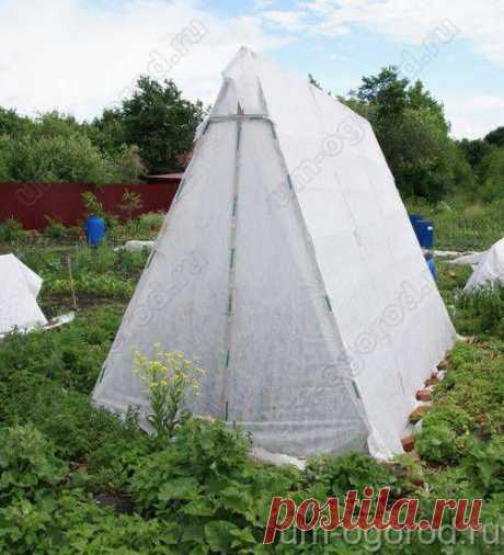 выращивание огурцов в теплице