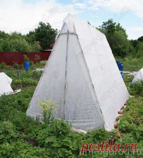 выращивание огурцов в теплице