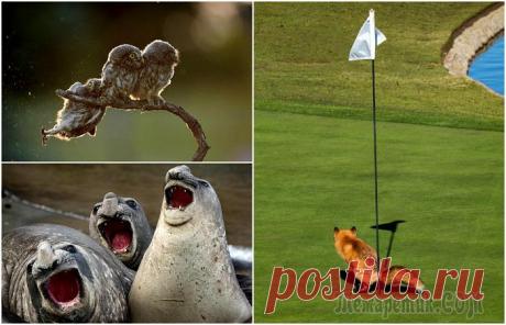 18 забавных фотографий животных, глядя на которые невозможно не рассмеяться Вниманию читателей новый небольшой юмористический обзор, посвященный выходкам братьев наших меньше. Сложно и глупо отрицать тот факт, что животные могут быть почти такими же милыми и забавными, как ма...