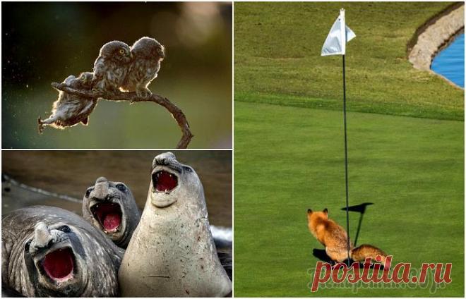 18 забавных фотографий животных, глядя на которые невозможно не рассмеяться Вниманию читателей новый небольшой юмористический обзор, посвященный выходкам братьев наших меньше. Сложно и глупо отрицать тот факт, что животные могут быть почти такими же милыми и забавными, как ма...