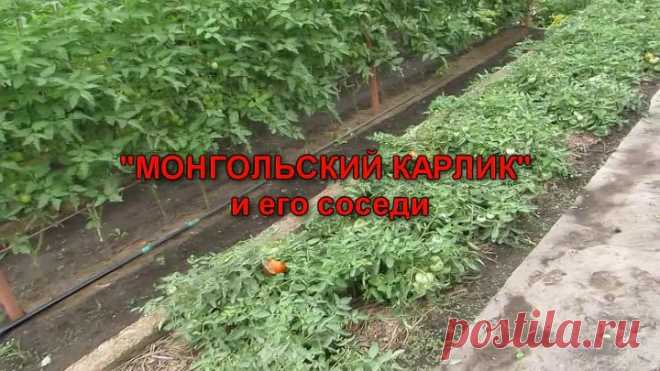 МОНГОЛЬСКИЙ КАРЛИК и его соседи
