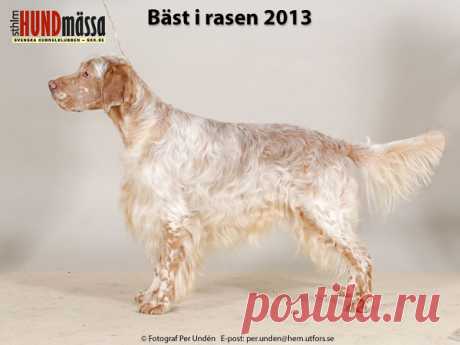 ENGELSK SETTER Domare: VAN DEN BERG HANS, HOLLAND  FI JV-11 SE V-12 NATTASET ARCTIC SNOW  Ägare: NINA ANDERSSON, GOTTBY ÅLAND, ÅLAND Uppfödare: PÖLLÄNEN JAANA, FINLAND