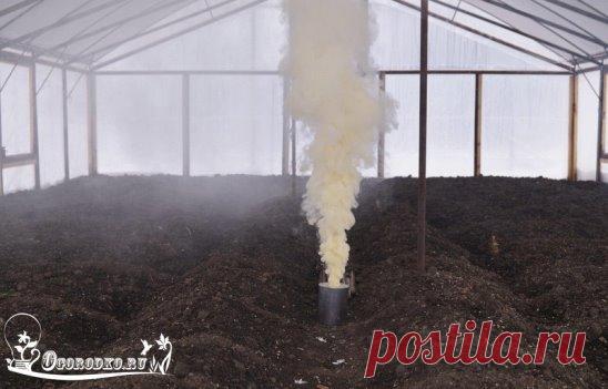 ТЛЯ БОЛЬШЕ НЕ ПОБЕСПОКОИТ
В теплице
Берёте жестяную банку (из-под селёдки или другую), проделываете в дне отверстия. Из щепочек разжигаете внутри банки небольшой костёр. Как только он разгорится — засыпаете огонь табачной пылью. Сразу начинает валить белый дым.
Иногда тлей трудно заметить, поскольку они принимают окраску тех частей растений, на которых находятся их яйцевидные тела: выпуклые со стороны спинки, покрытые мягкими восковыми выделениями в виде пыльцы или нежного пушка. Яйца этих нас