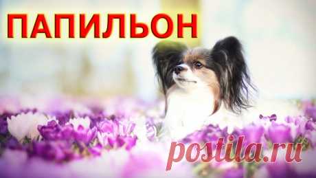 Континентальный той спаниель - Папильон