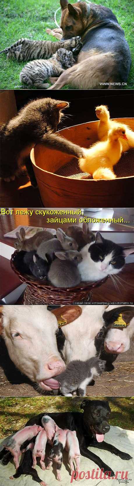 Приёмыши... | Четвероногий юмор