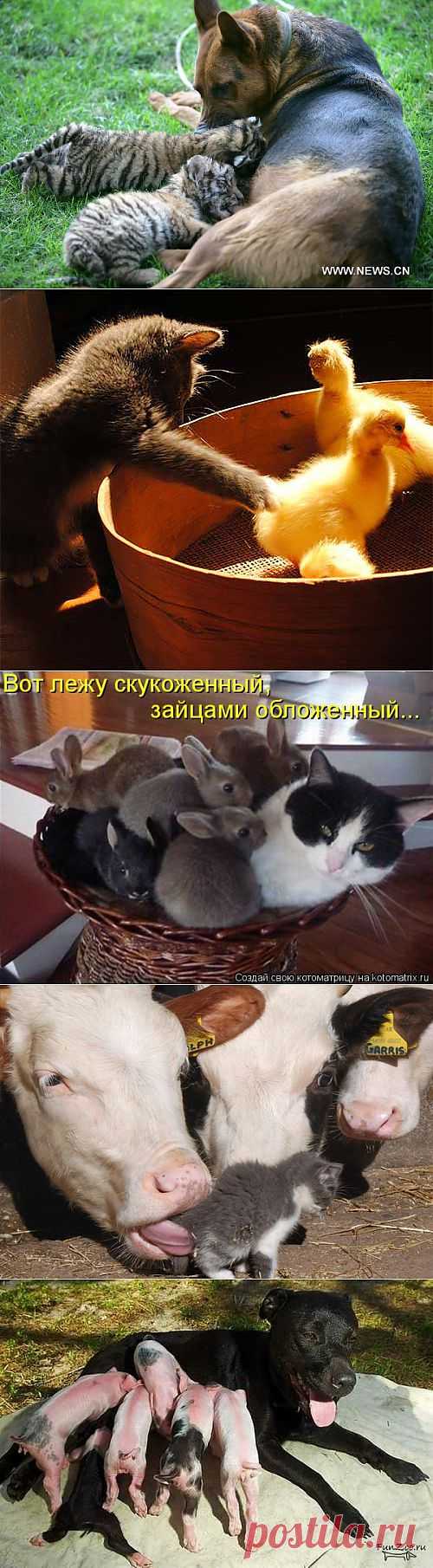 Приёмыши... | Четвероногий юмор