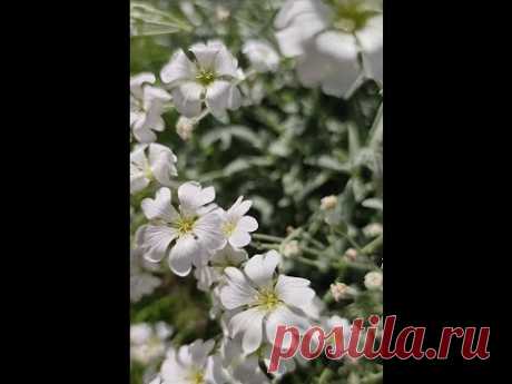 Ясколка из семян.