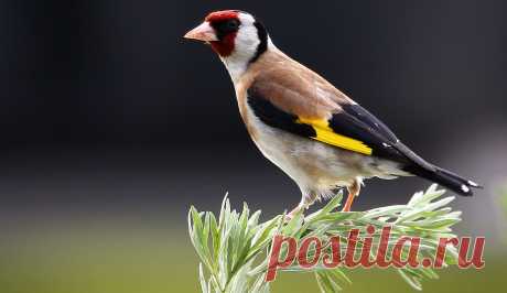 Щегол (лат. Carduelis) — National Geographic Россия