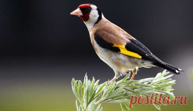 Щегол (лат. Carduelis) — National Geographic Россия