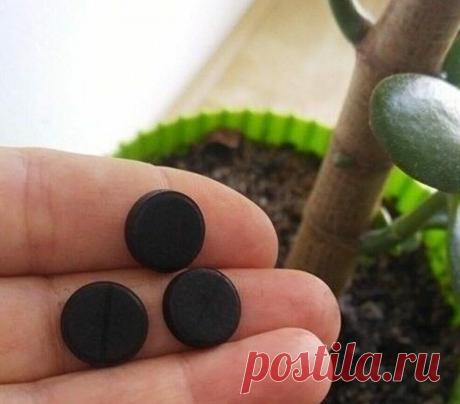 Каждый год подкармливаем комнатные цветы активированным углем - результат впечатляющий. Расскажем как все сделать правильно Для поддержания декоративности растений и стимулирования цветения не обязательно покупать дорогостоящие подкормки в специализированных магазинах. Ведь в качестве эффективного удобрения можно...