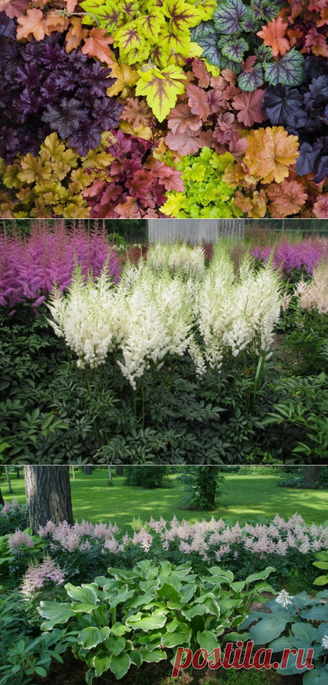 Тенелюбивые цветы для сада, в том числе многолетние