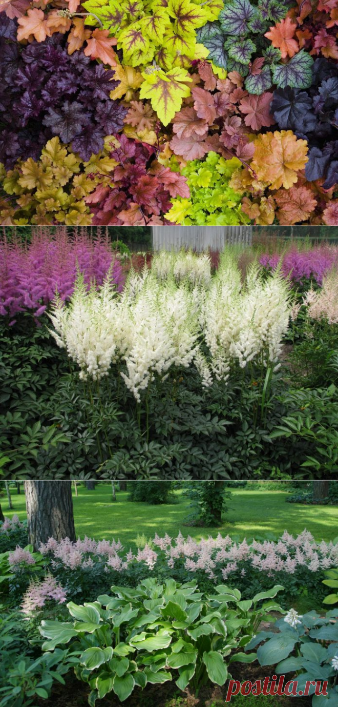 Тенелюбивые цветы для сада, в том числе многолетние