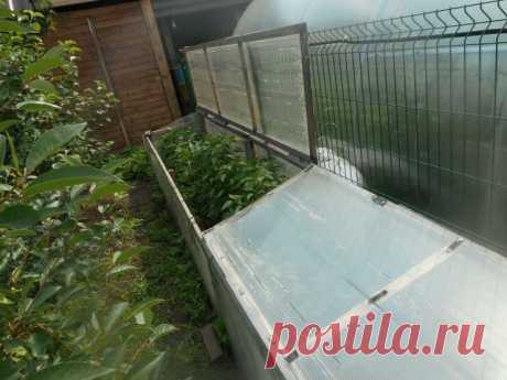 Теплица три в одном, или дом для крутых перцев: делюсь с вами моим успешным опытом | Антонов Сад | Яндекс Дзен