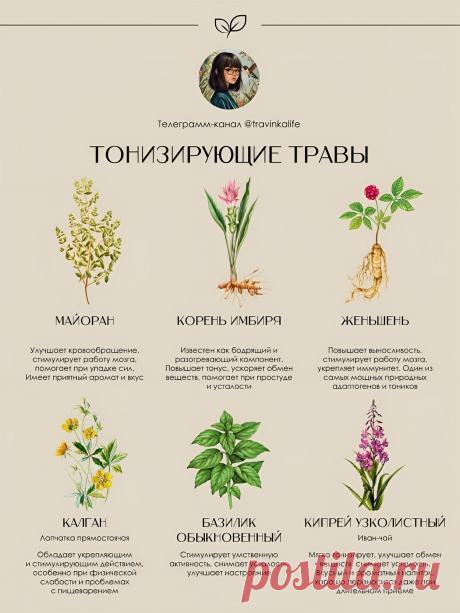 Травы тонизирующие