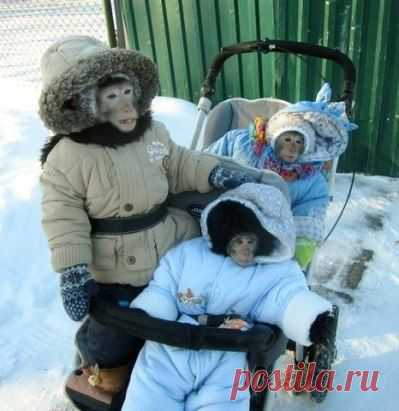 (1) Одноклассники