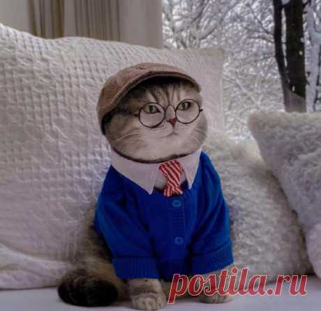 Из уличного кота в звезду соцсетей: история и фото красавца Бенсона