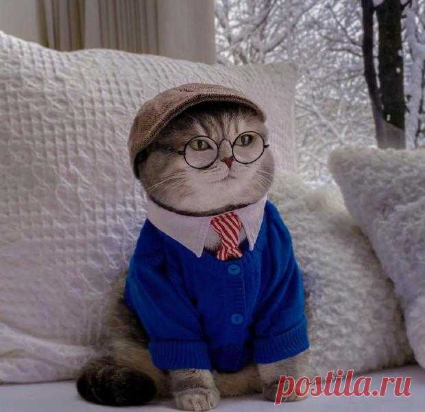 Из уличного кота в звезду соцсетей: история и фото красавца Бенсона