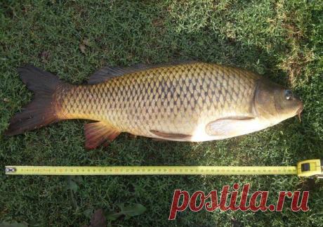 Утренний улов (3,1 кг) / Богатая добыча