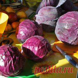 Квашеная капуста красная