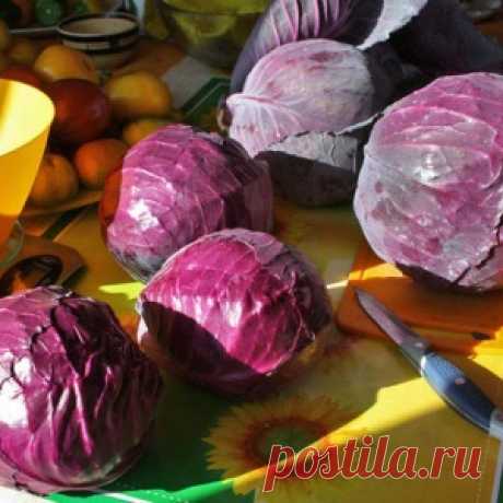 Квашеная капуста красная