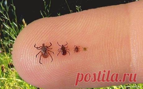 Как извлечь клеща в домашних условиях