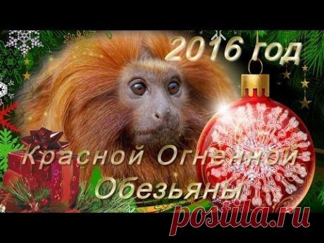 2016 Год Красной Огненной Обезьяны - YouTube