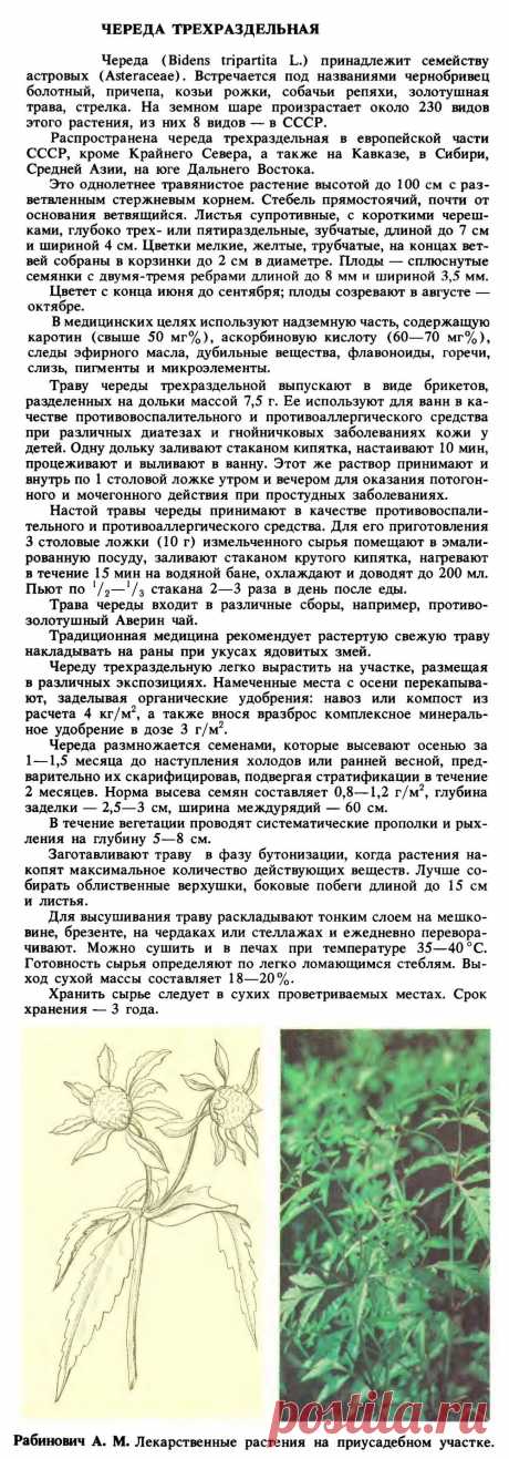 Череда трехраздельная