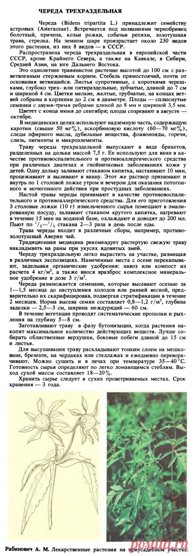 Череда трехраздельная