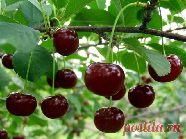 (10) Одноклассники