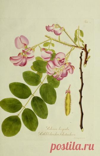 Общее древовидение в Австрии: или изображения отечественных и зарубежных деревьев и кустарников, посадка которых возможна и полезна в Австрии: Шмидт, Франц, 1751-1835 гг.: Бесплатная загрузка, заимствование и потоковая передача: Интернет-архив