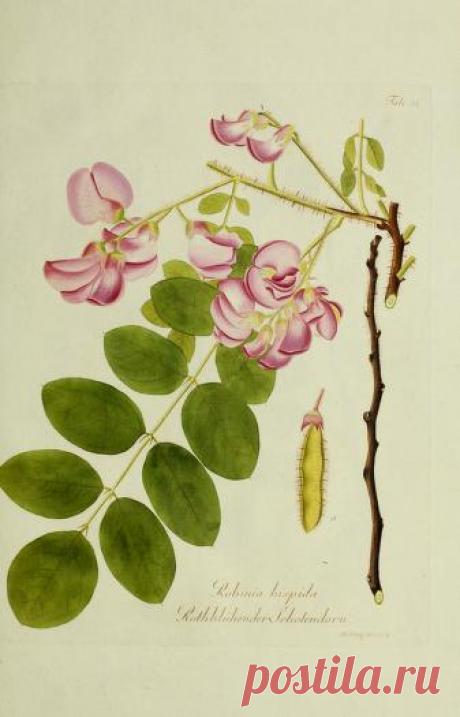 Общее древовидение в Австрии: или изображения отечественных и зарубежных деревьев и кустарников, посадка которых возможна и полезна в Австрии: Шмидт, Франц, 1751-1835 гг.: Бесплатная загрузка, заимствование и потоковая передача: Интернет-архив