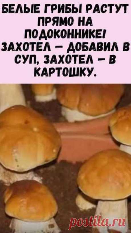 Белые грибы растут прямо на подоконнике! Захотел — добавил в суп, захотел — в картошку. - Женский Журнал Опытные грибники знают цену белому грибу: найти его сложно, аромат у него невероятный, на вкус почти как курица и стоит дорого. На сыроежки и опята после него даже смотреть не хочется! Жалко только, что столь ценный гриб в руки попадает не так часто. Если только не выращивать его у себя на участке или на подоконнике…
