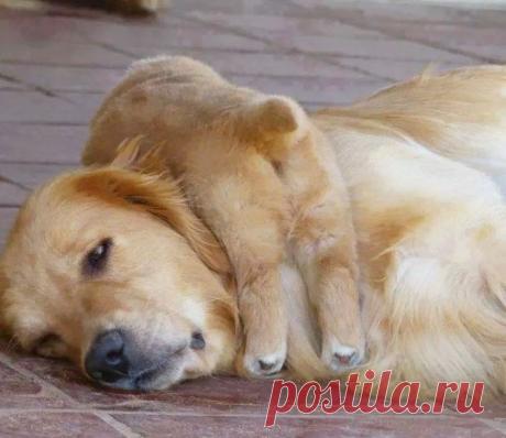 Животные, которым тоже тяжело быть родителями