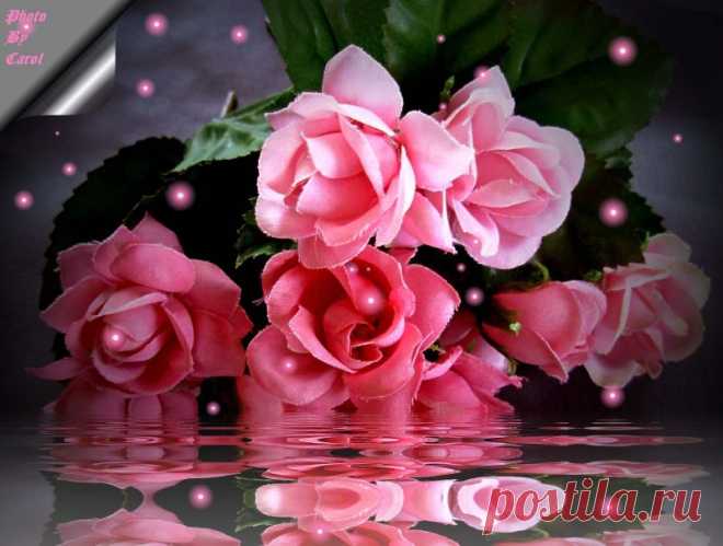 http://www.onlyimage.com/files/images/1457730940.3mkat3g9/roses-for-my-friend-waterbugx2-beautiful-bouquet-mirror-pink-reflection-roses-still-life-1590336.jpg