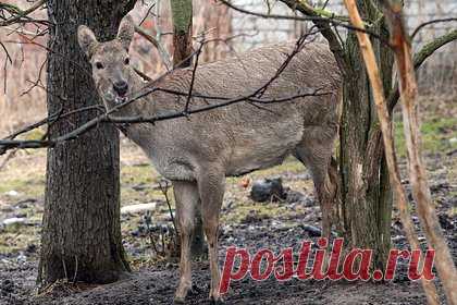 В Бурятии спасли попавшую в яму косулю. В Бурятии госинспекторы Бурприроднадзора спасли косулю, попавшую в яму. Об этом сообщает «МК». По данным издания, инцидент произошел в субботу, 15 апреля, в городе Северобайкальске. Местный житель сообщил, что на участке, где он строит дом, в яму попало животное, которое не может выбраться самостоятельно.