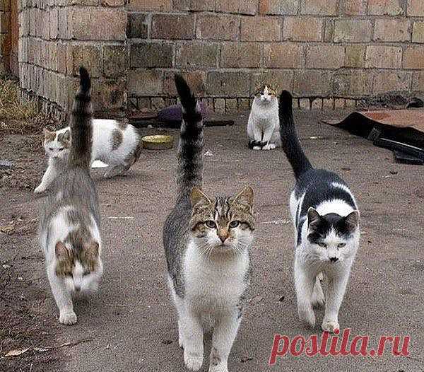 три мушкетёра